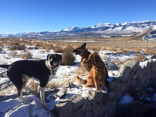 SPCA of Northern Nevada Shelter | Rating: 4.5 | 475 Reviews | 4950 ...
