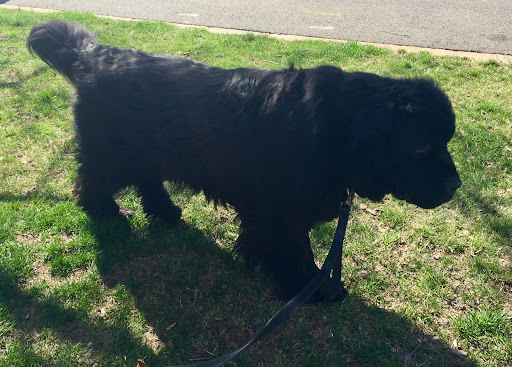 Big Cat Rescue Rating: 4 6 1602 Reviews 12802 Easy St Tampa FL