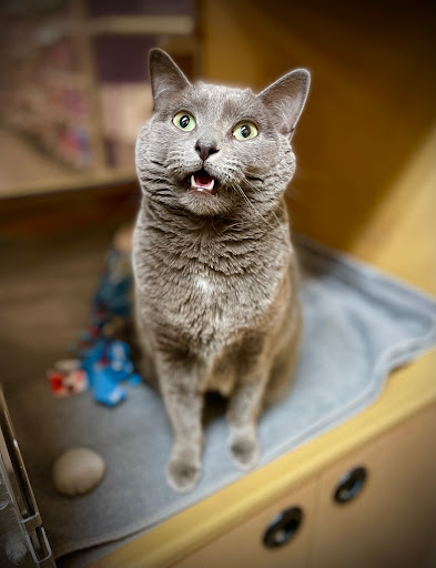 Paws and Claws Humane Society | Rating: 4.3 | 289 Reviews | 3224 19th ...