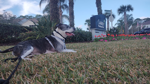 Big Cat Rescue Rating: 4 6 1602 Reviews 12802 Easy St Tampa FL