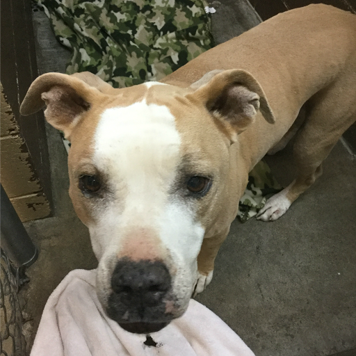 SPCA of Northern Nevada Shelter | Rating: 4.5 | 475 Reviews | 4950 ...
